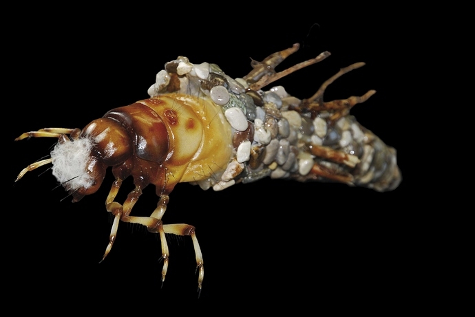 Потрясающе детализированные модели насекомых