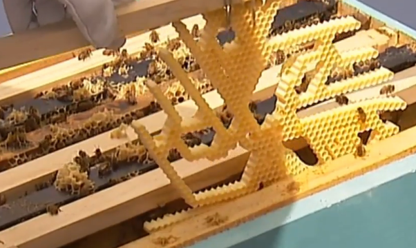 Напечатанные соты сохраняют энергию пчел и экономят время