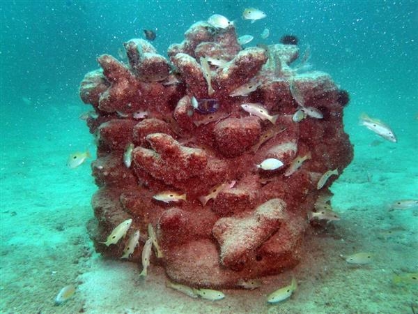 Напечатанные кораллы для сохранения экосистемы