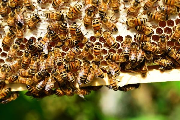 Защищаем пчел от ос и паразитов