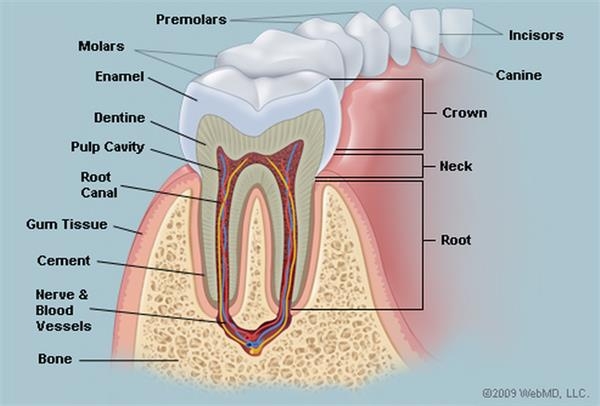 Печать кровеносных сосудов в зубах против пломбирования каналов