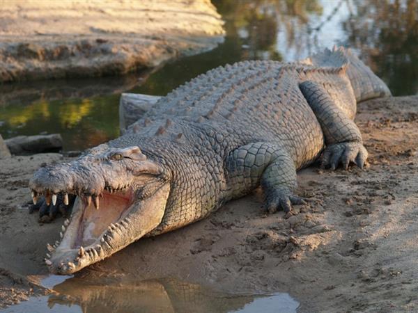 Крокодиловый хрящ для лечения суставов