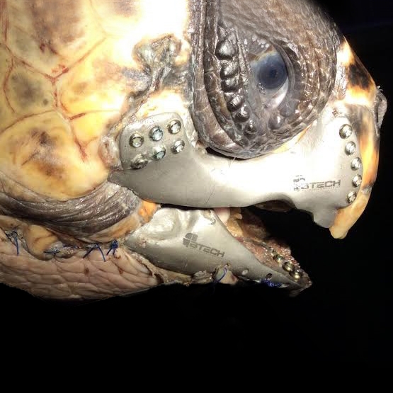Спасаем жизнь морской черепахи
