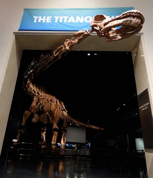 Воссоздан скелет крупнейшего динозавра