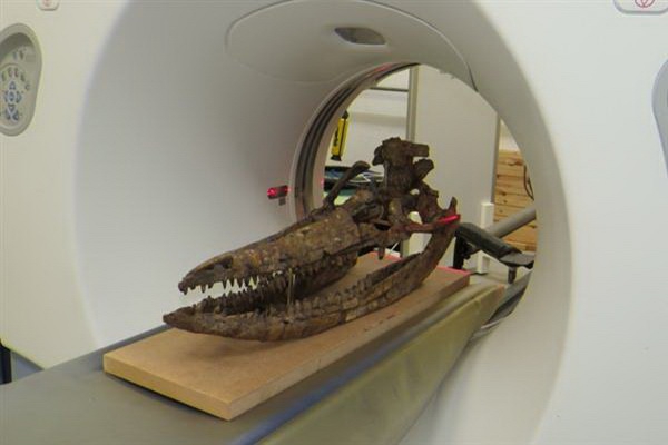 Исследование черепа ихтиозавра при помощи CT сканирования и 3D печати